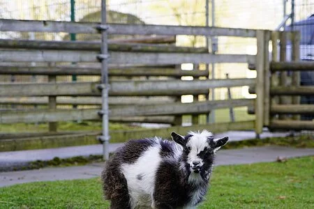 Ziegenbock "Elvis"