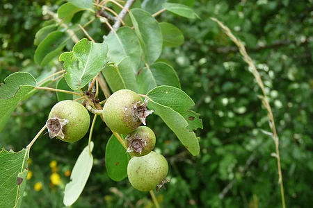 Wildbirne Frucht