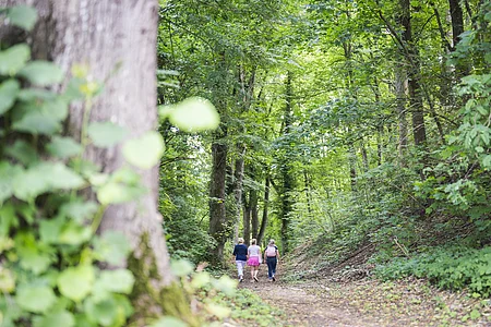 Weg zum Burgberg